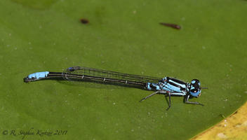 Ischnura kellicotti, male